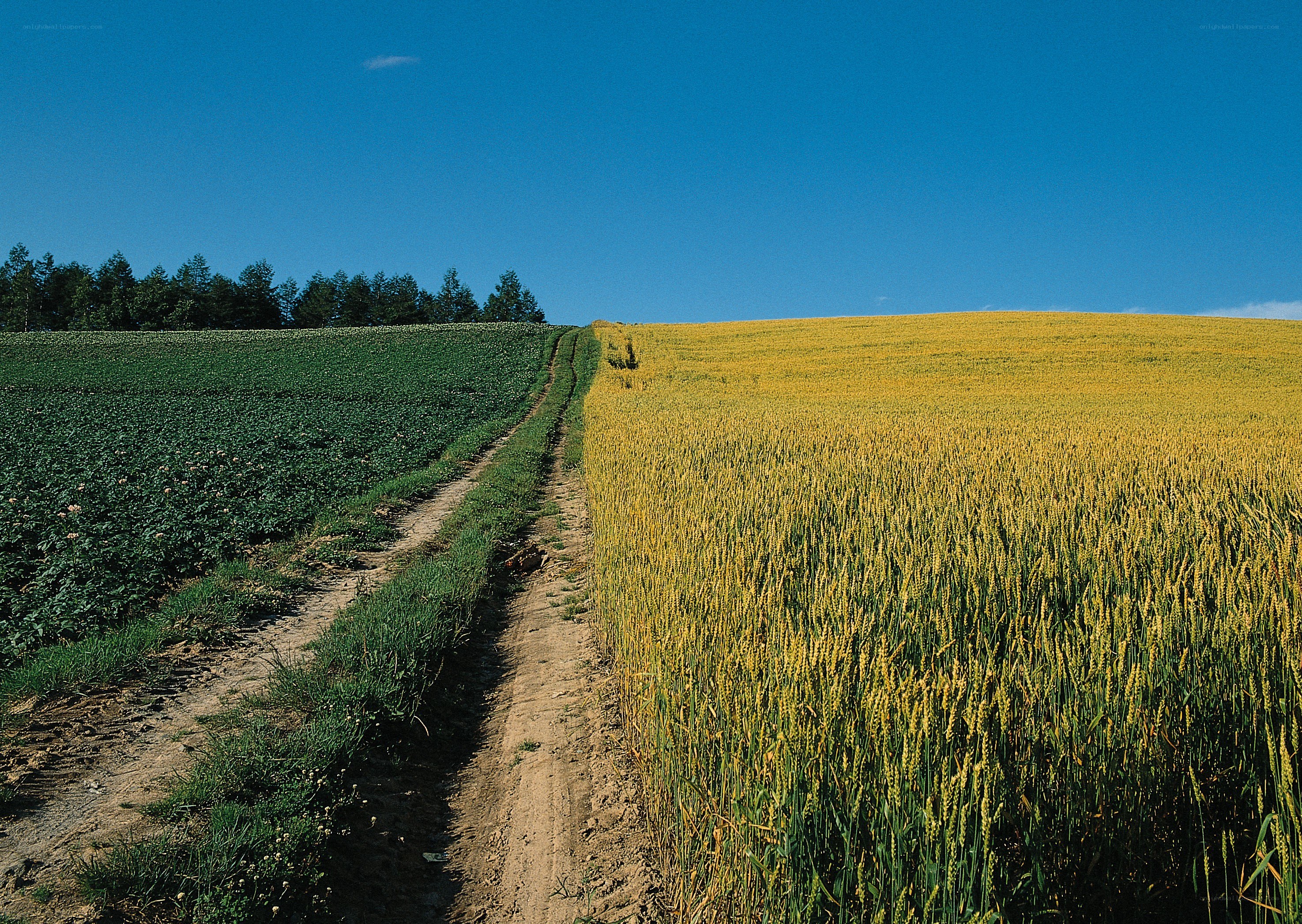 Dirt path through fields
