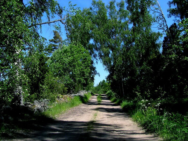 Dirt path through forest