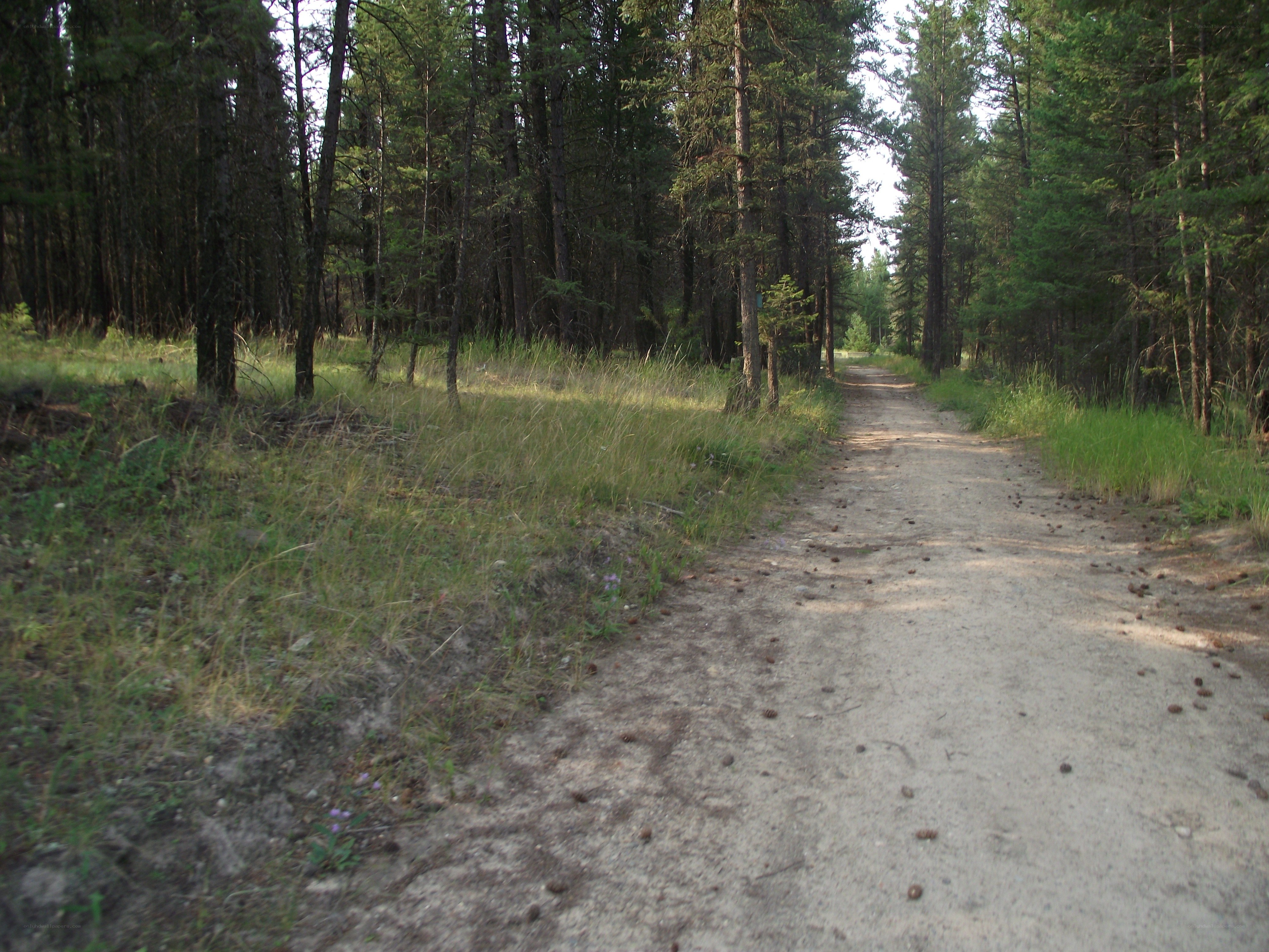 Dirt path through forest
