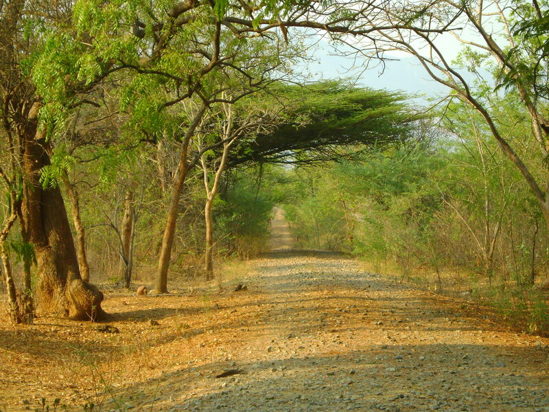 Dirt path through forest