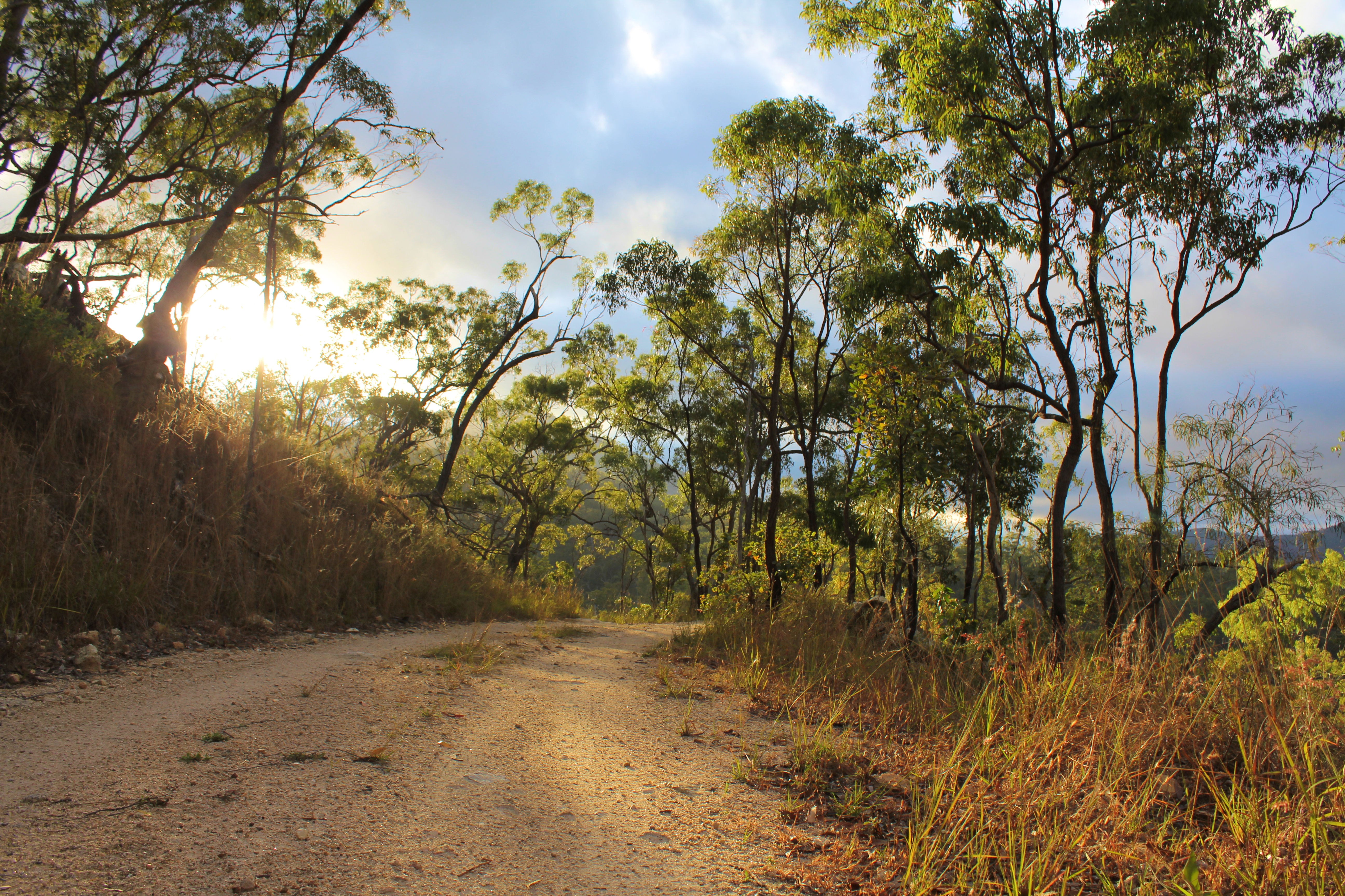 Dirt path through forest at sunrise