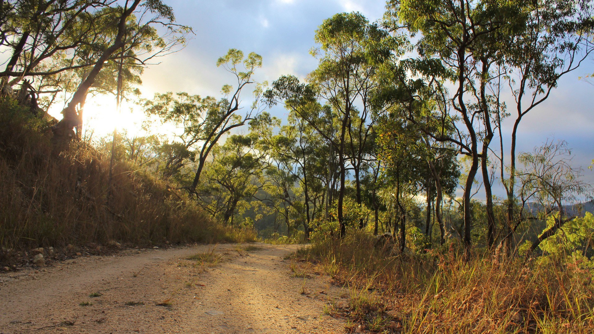 Dirt path through forest at sunrise
