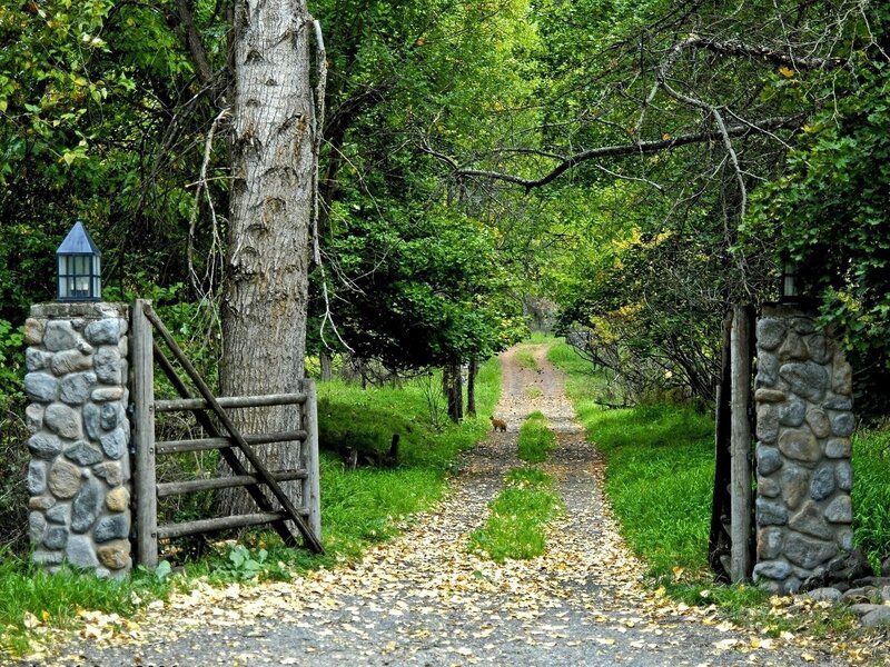 Dirt Path Through Forest — Green