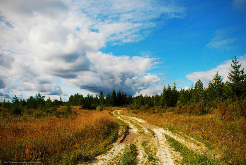 Dirt path through forest meadow