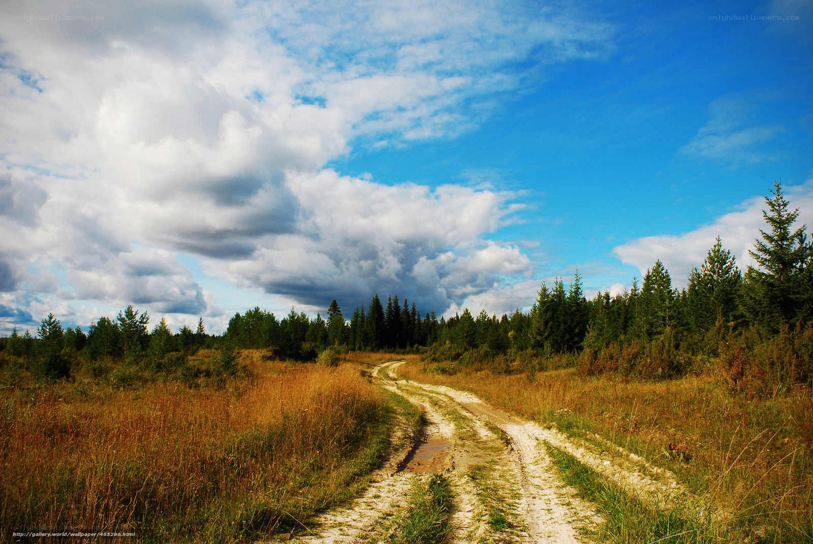 Dirt path through forest meadow