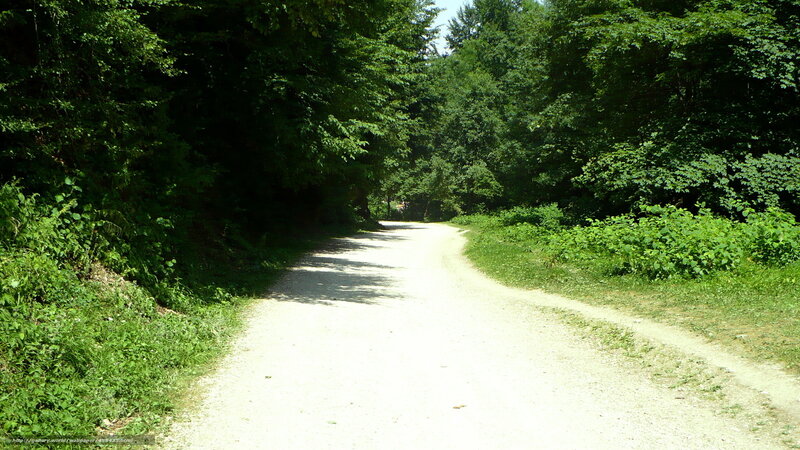 Dirt path through forest