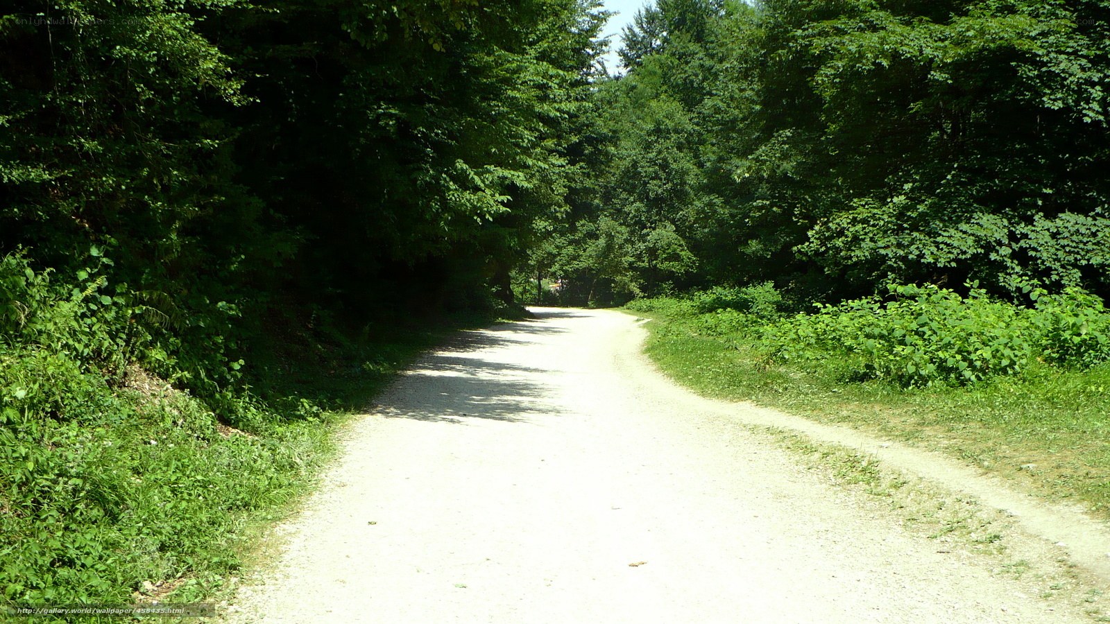 Dirt path through forest
