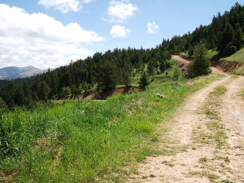 Dirt path through forested hills