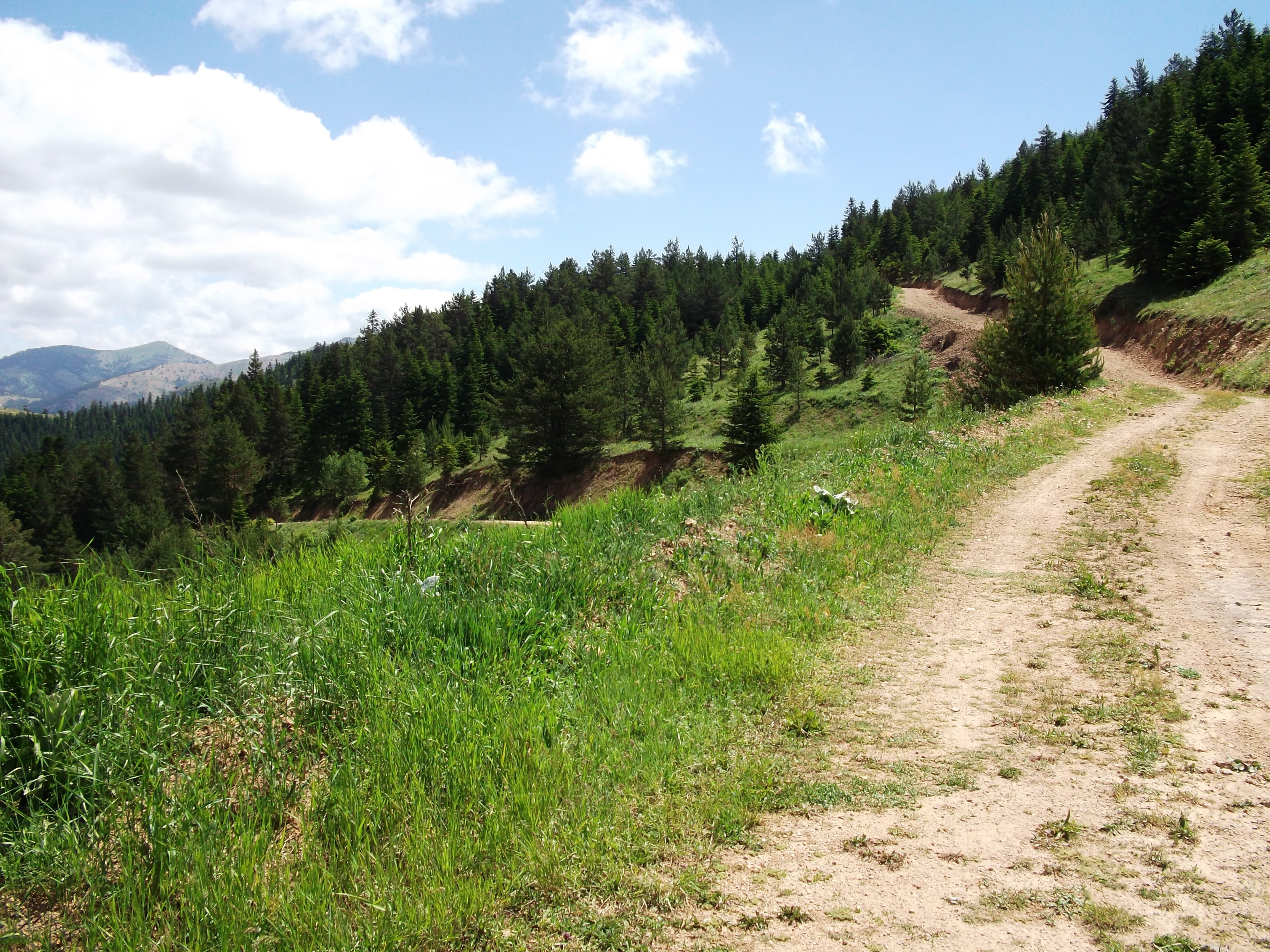 Dirt path through forested hills