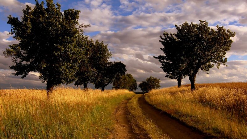 Dirt path through golden field