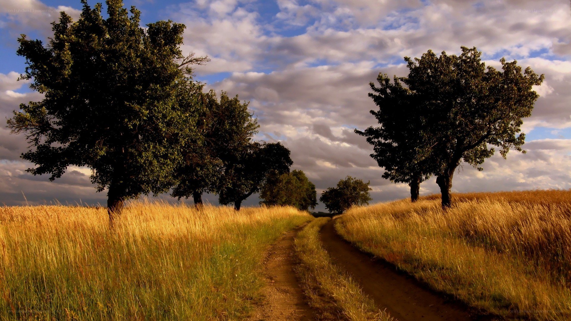 Dirt path through golden field