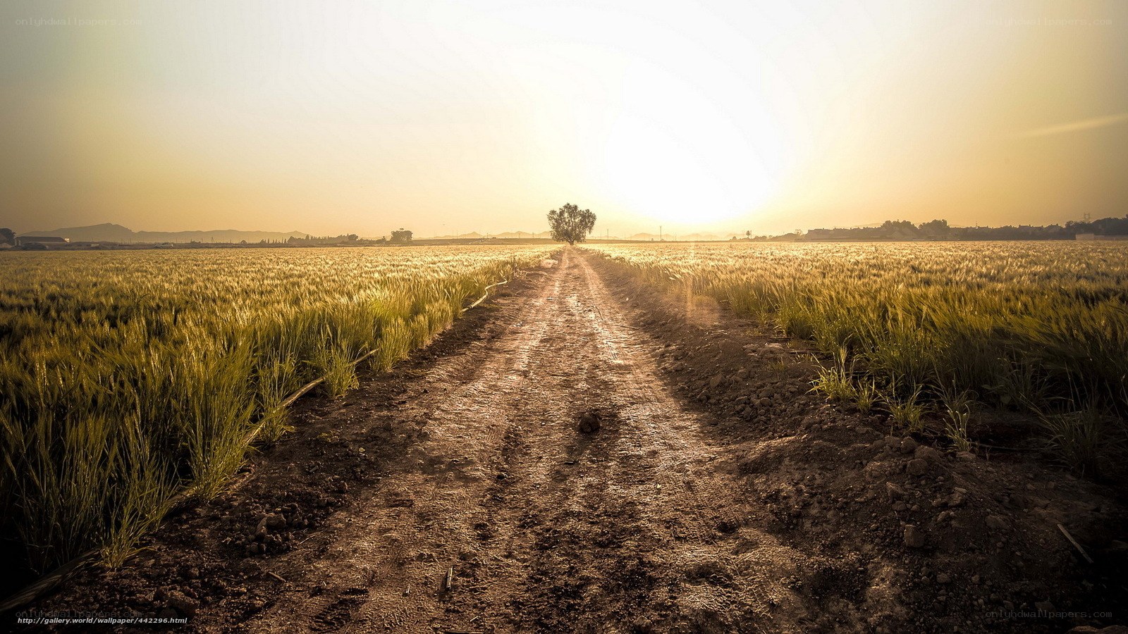 Dirt path through golden field