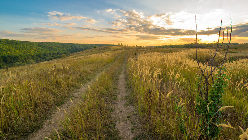 Dirt Path Through Grassland