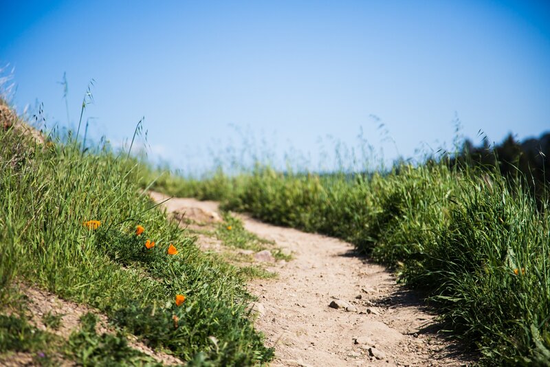 Dirt path through grassy field