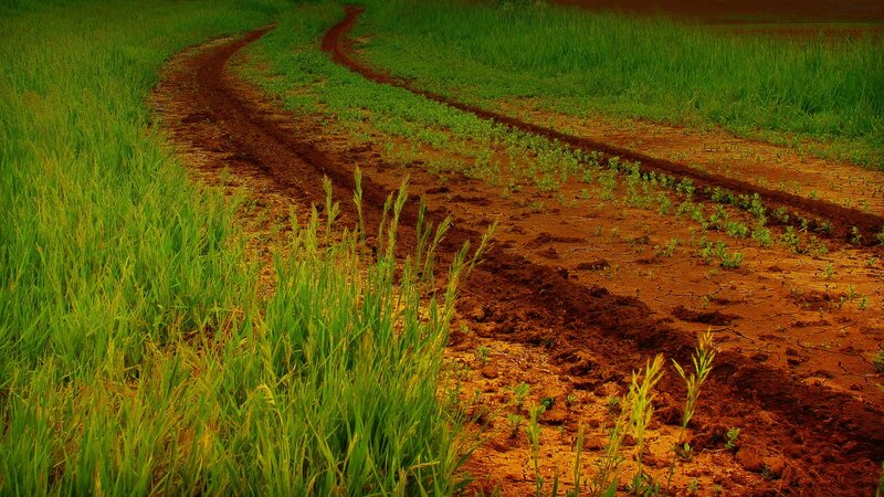 Dirt path through green field