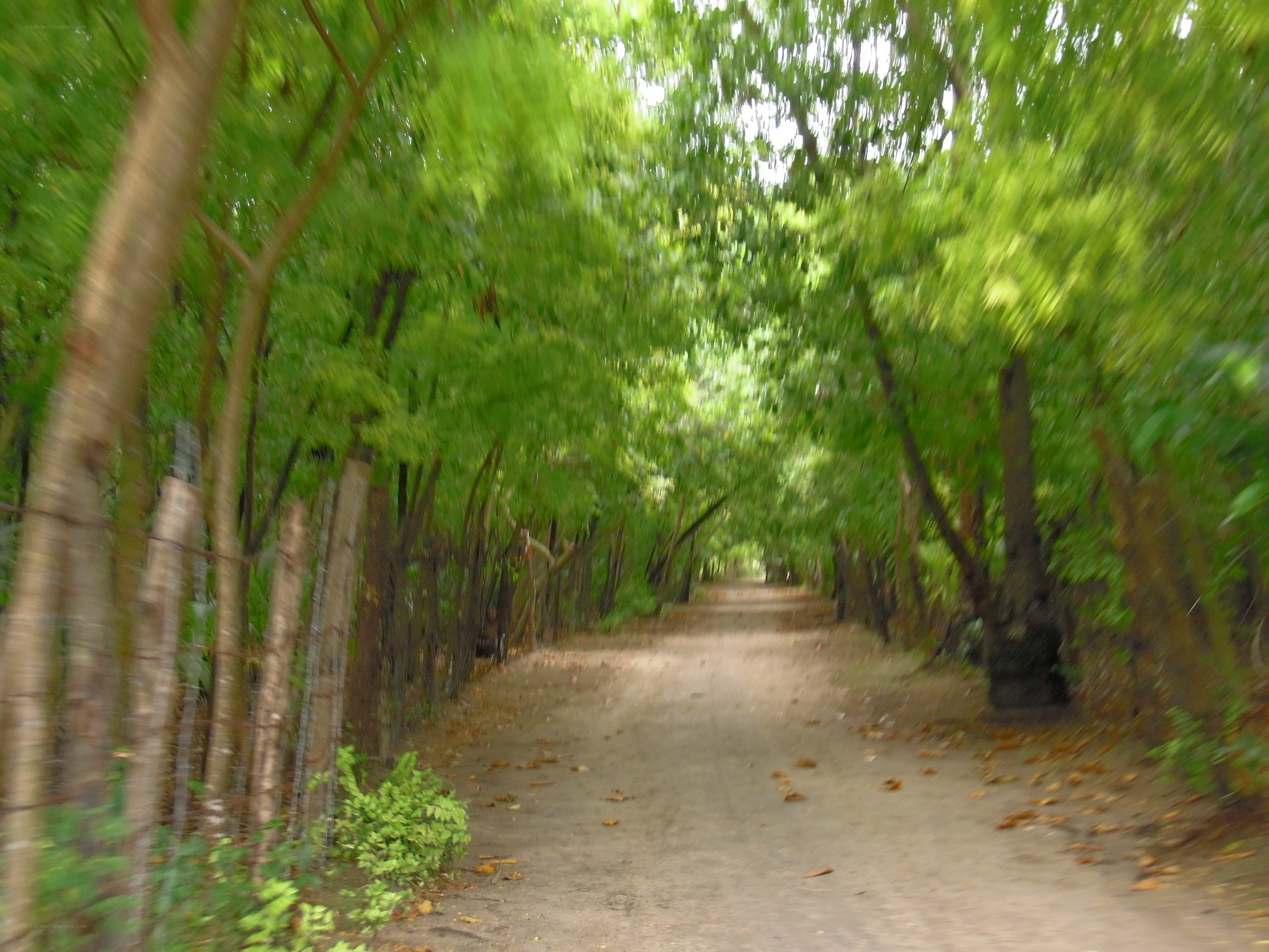 dirt path through green trees