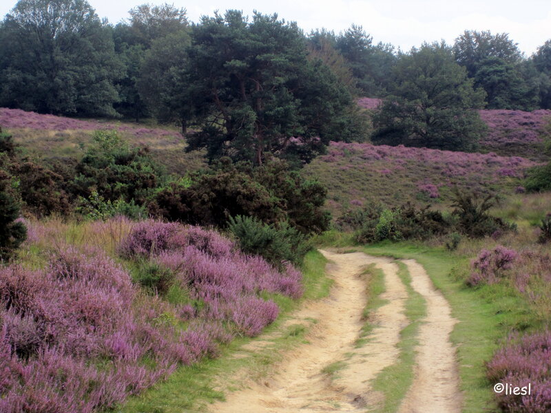 Dirt Path Through Heather