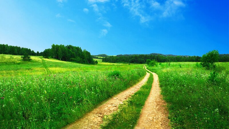 Dirt Path Through Meadow — Green, Serene, Afternoon, Photograph