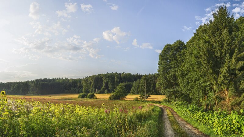 Dirt Path Through Meadow — Green, Serene, Afternoon