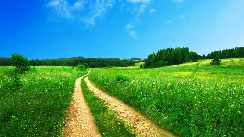 Dirt Path Through Meadow — Green
