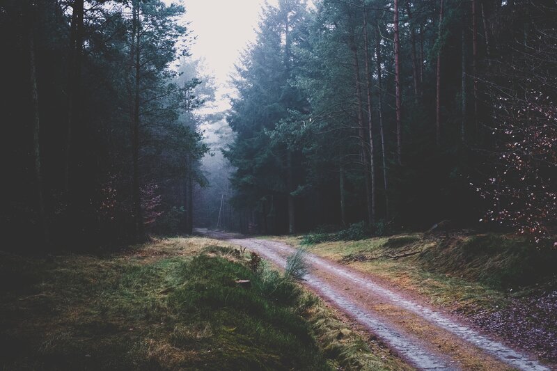 Dirt path through misty forest
