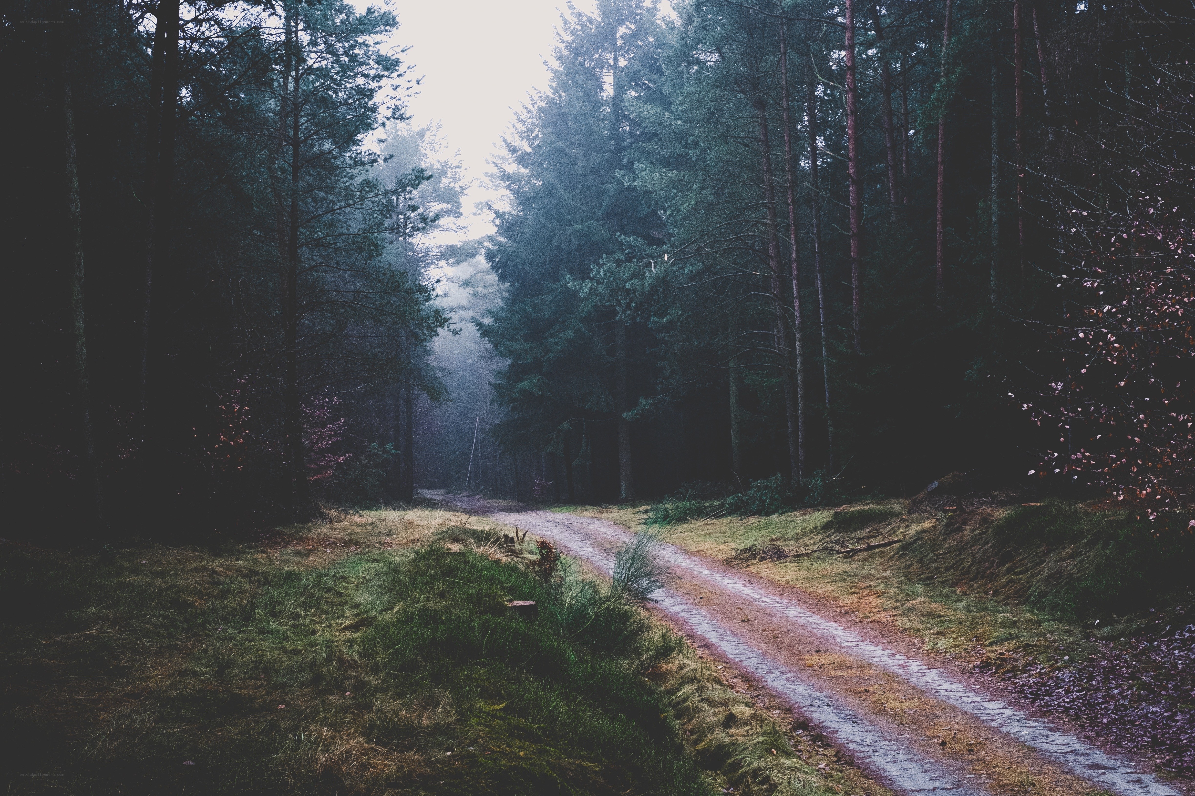 Dirt path through misty forest
