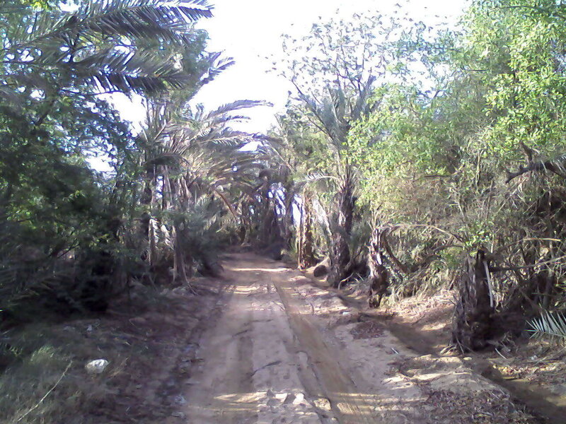 Dirt path through palm grove