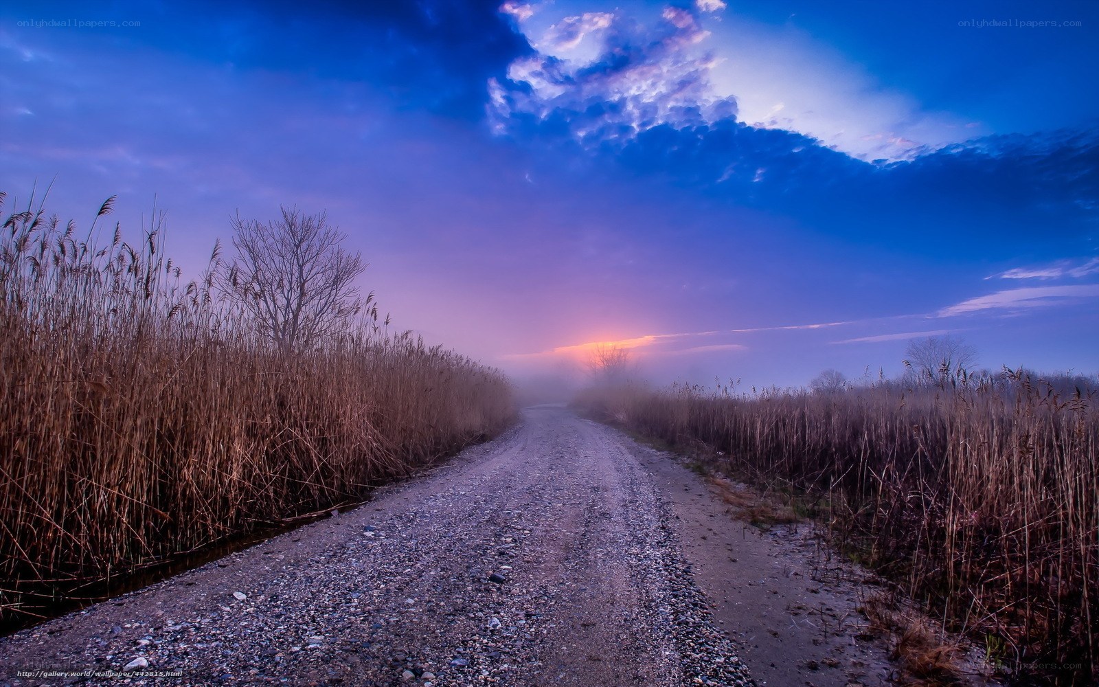 Dirt path through reeds at dawn