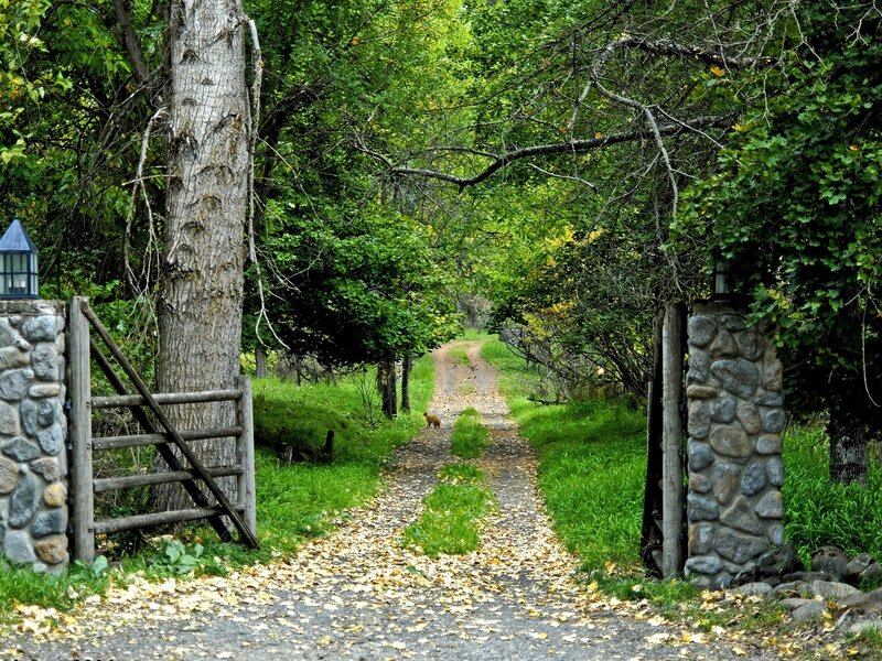 Dirt Path Through Trees