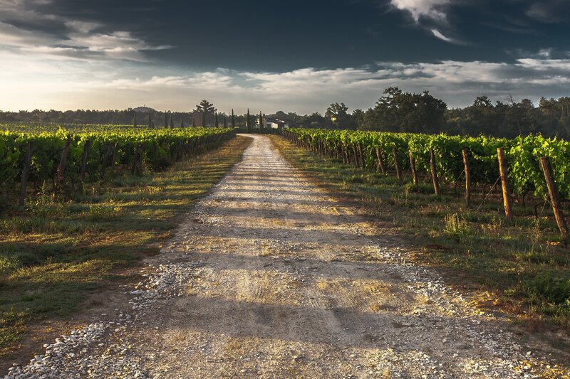 Dirt path through vineyard at sunset