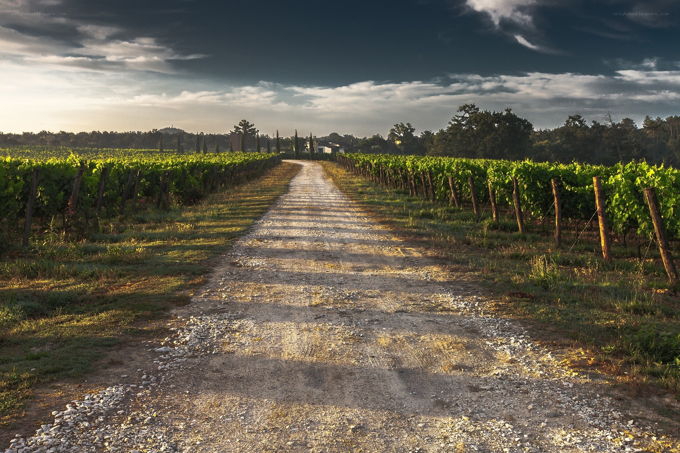 Dirt path through vineyard at sunset