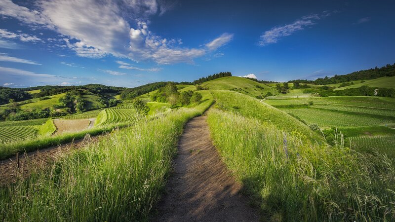 Dirt Path Through Vineyards