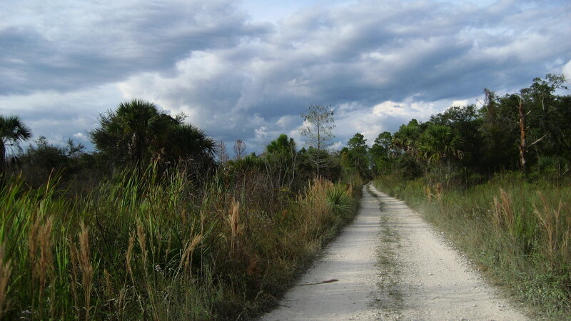dirt path through wetlands