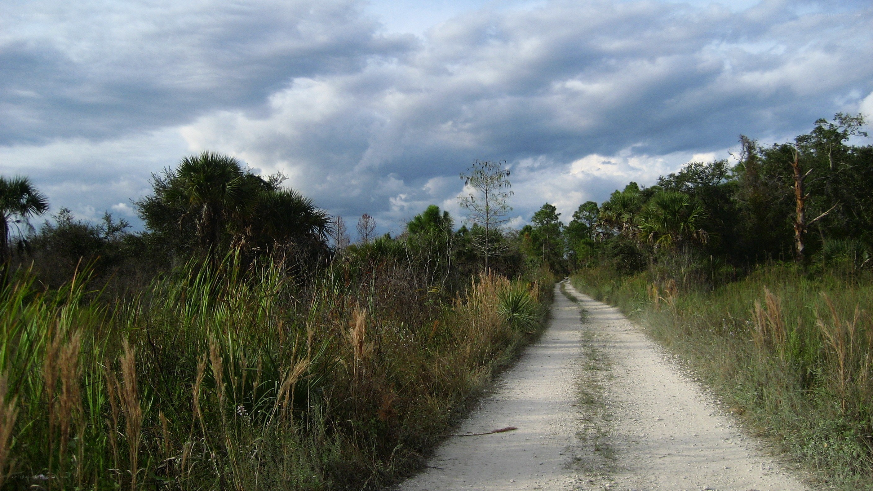 dirt path through wetlands