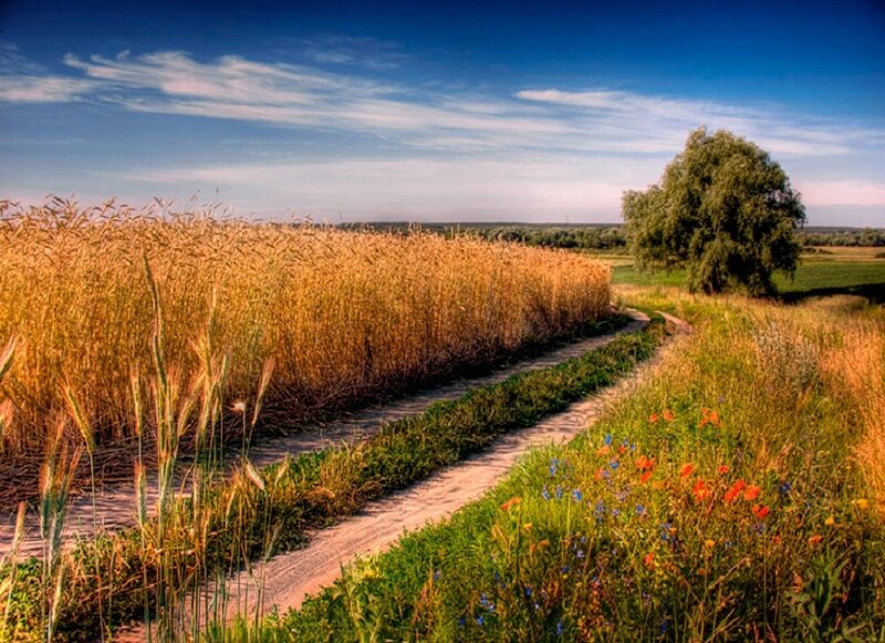 Dirt Path Through Wheat Field — Blue