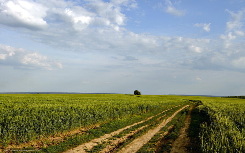 Dirt Path Through Wheat Field — Green, Serene