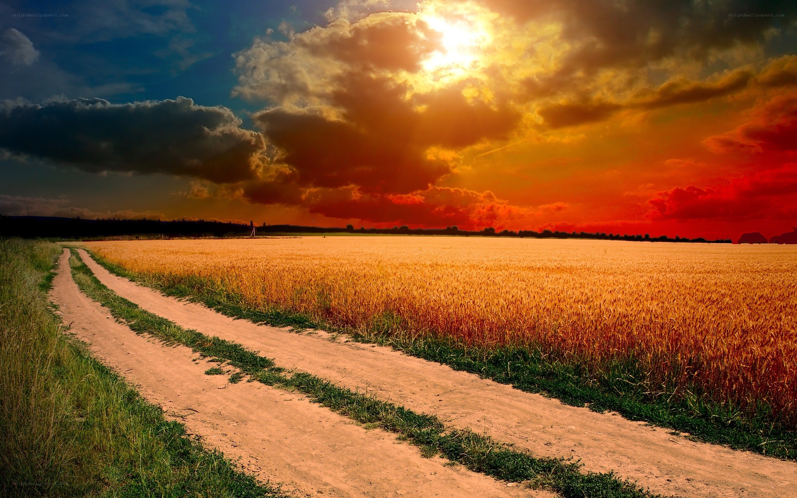 Dirt path through wheat field