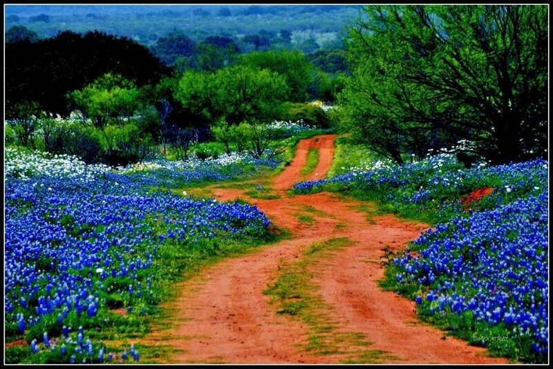 Dirt path through wildflowers