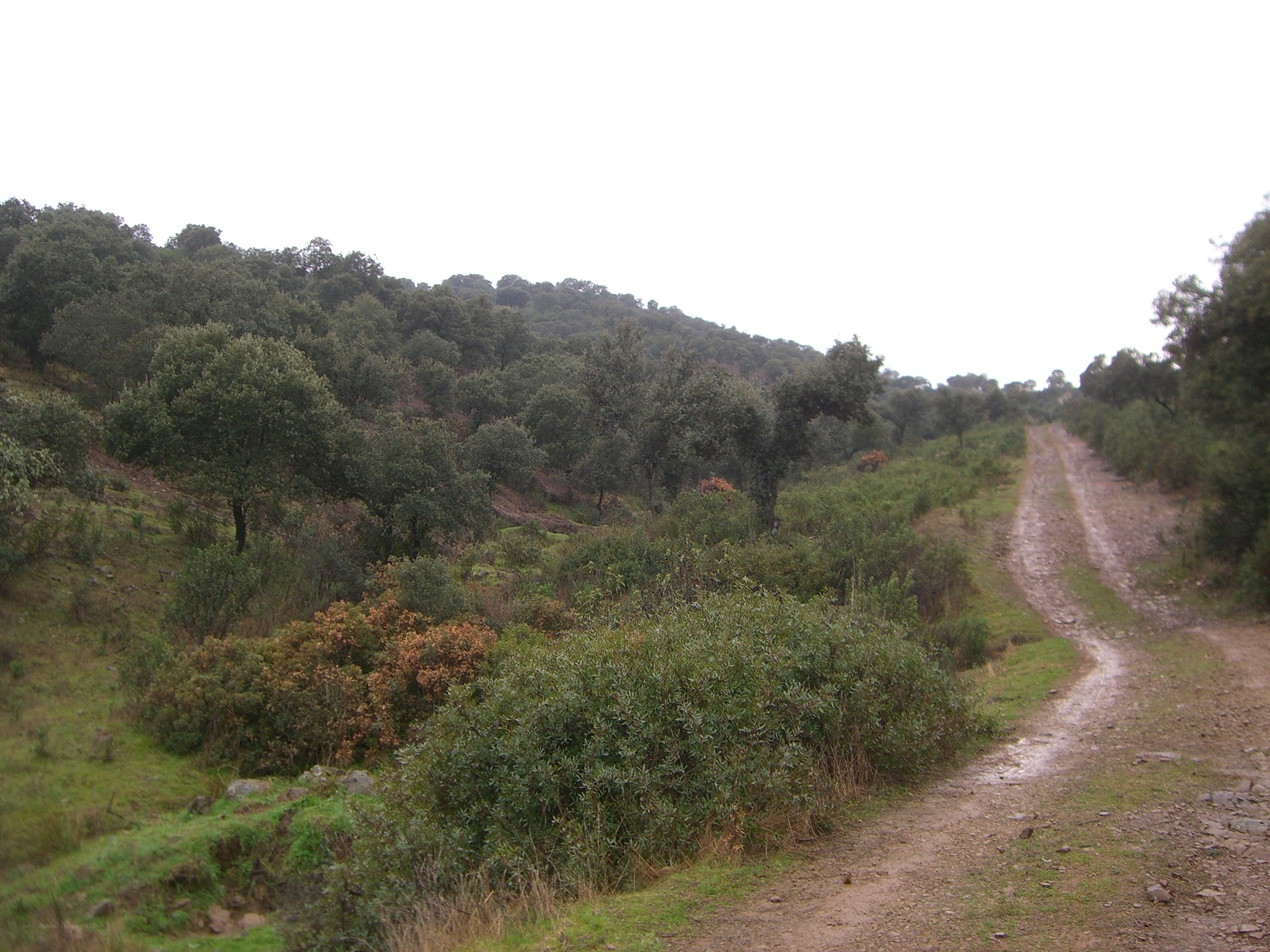 Dirt path through wooded hills