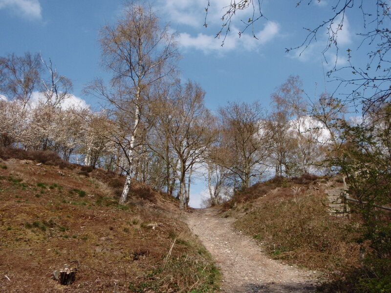 Dirt path through wooded hillside