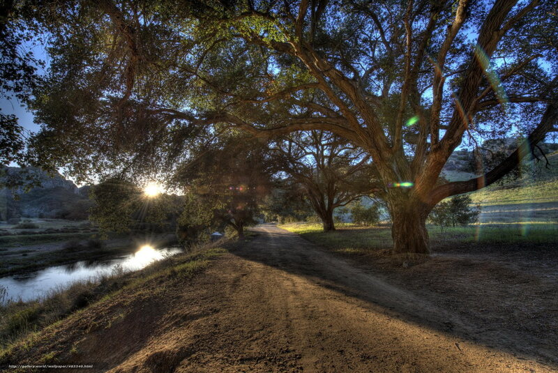 Dirt Path under Trees — Brown, Serene