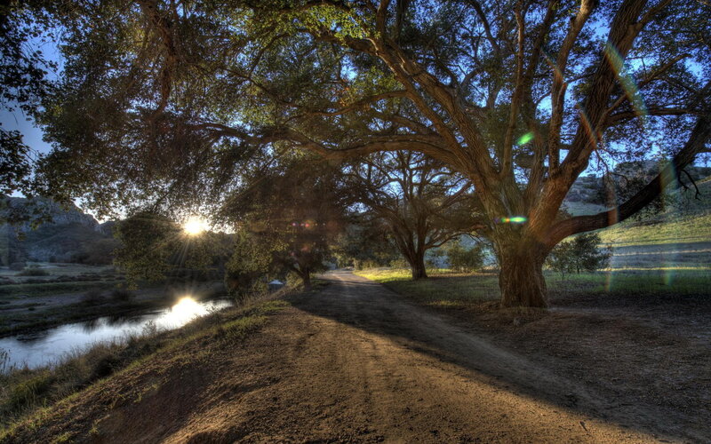 Dirt Path under Trees — Brown