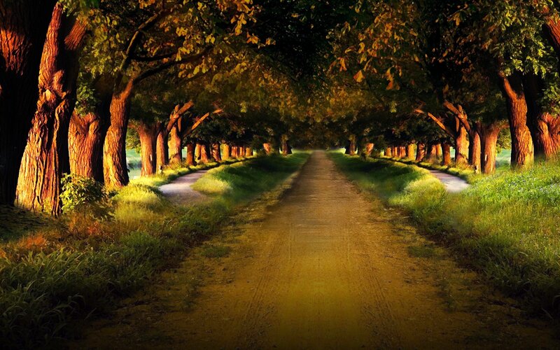 Dirt Path under Trees — Green, Serene, Afternoon, Digital Art