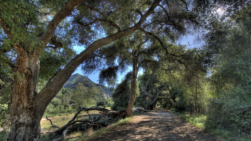 Dirt Path under Trees — Green, Serene, Afternoon, Photograph