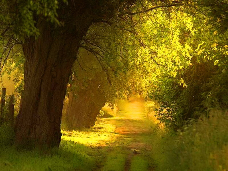 Dirt Path under Trees — Green, Serene, Afternoon