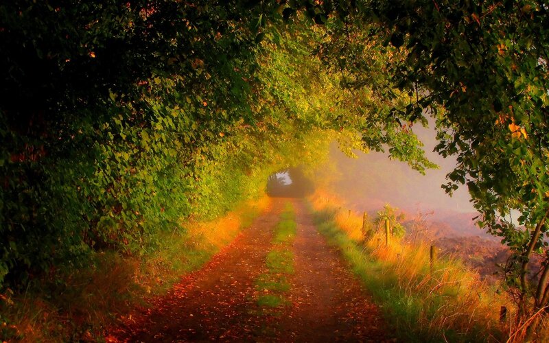 Dirt Path under Trees — Green, Serene, Morning, Photograph