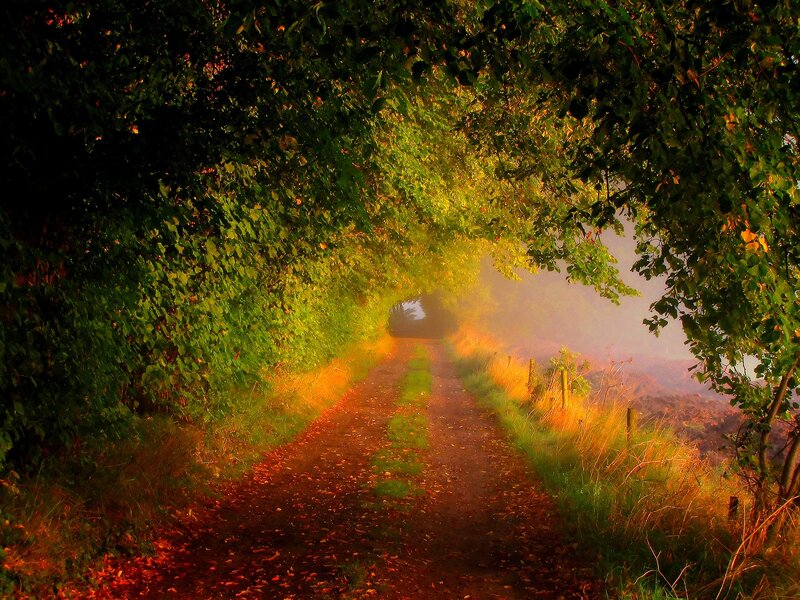 Dirt Path under Trees — Green, Serene, Morning