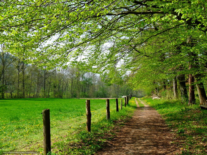 Dirt Path under Trees — Green, Serene, Spring