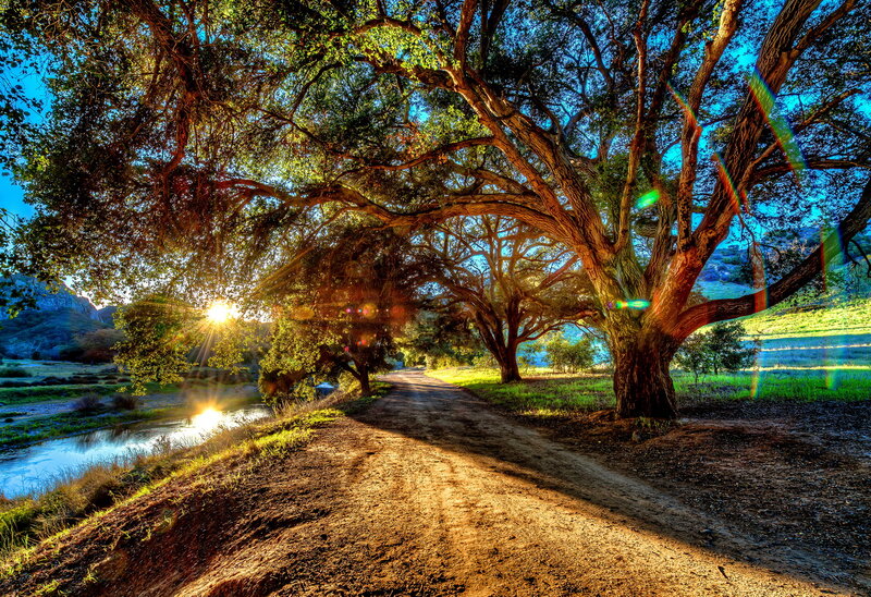 Dirt Path under Trees — Green, Serene, Sunset