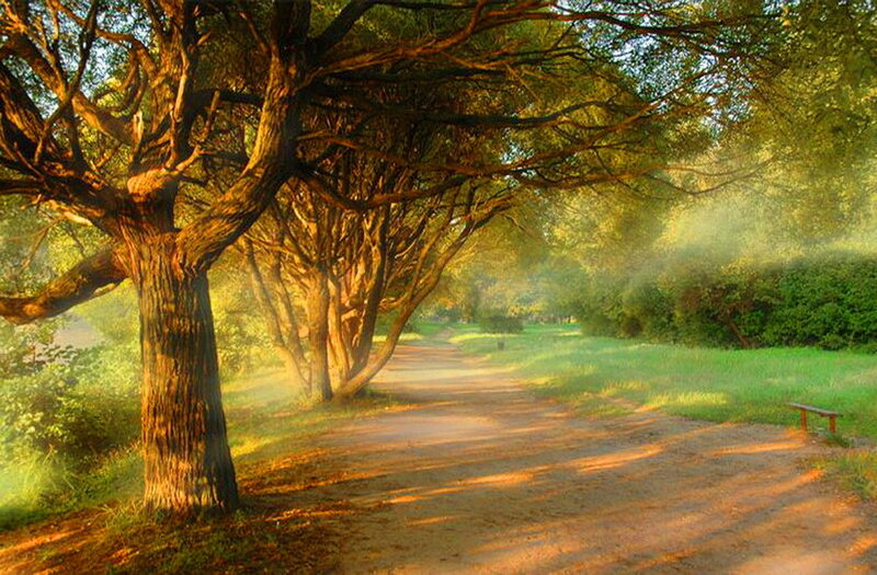 Dirt Path under Trees — Green